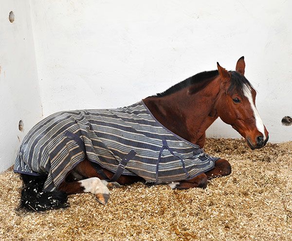 transport de cheval d'urgence à Amiens 