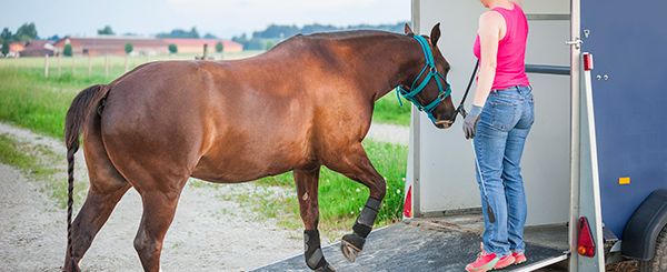 Transport de chevaux à Amiens 