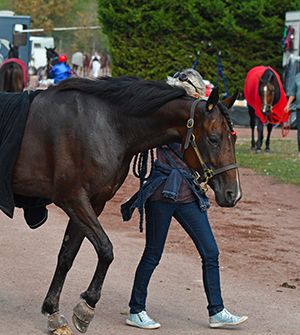 transport de cheval urgence maladie 